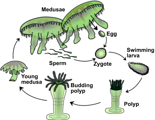 jellyfishcycle.png