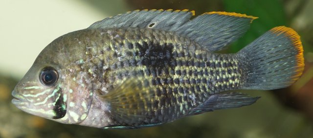 Luk3.JPG Luk3.JPG