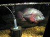 flowerhorn July 2007s.jpg