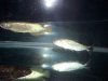 fish 045.jpg