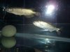 fish 046.jpg