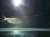 fish 047.jpg