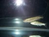 fish 048.jpg