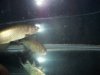 fish 049.jpg