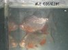 RED BELLY PACU.JPG