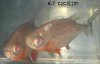 RED BELLY PACU-2.JPG