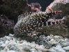 eel.jpg