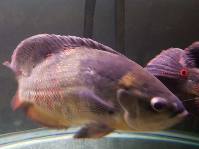 20160915_203718.jpg