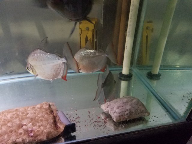 20160915_203822.jpg
