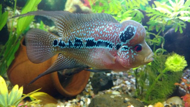 IMG-20160916-WA0012.jpg IMG-20160916-WA0012.jpg