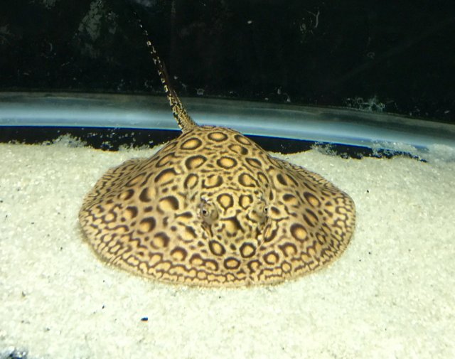 image.jpeg image.jpeg