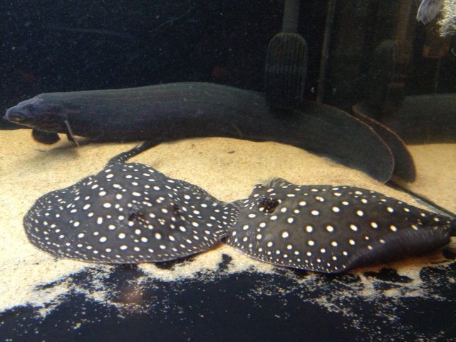 photo 5.JPG photo 5.JPG