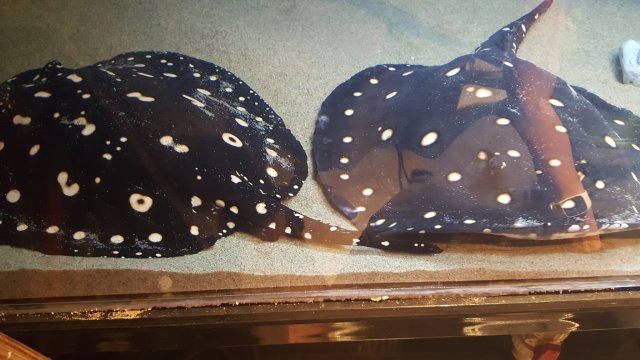 20160918_210221.jpg 20160918_210221.jpg