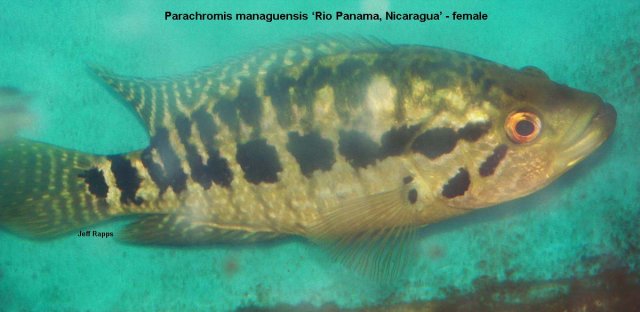 manag.pan.fem.jpg