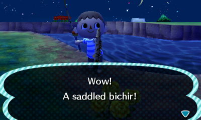CaughtSaddledBichir.jpg