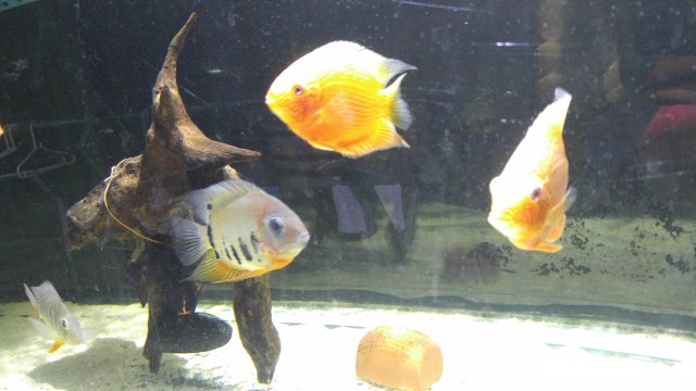 tmp_674-20161001_204515-2034302192.jpg