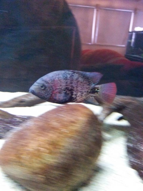 IMG_20150816_144729.jpg