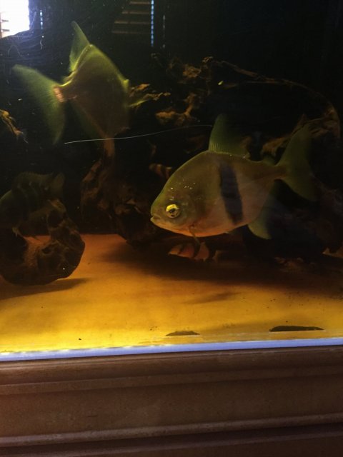 IMG_0498.JPG IMG_0498.JPG