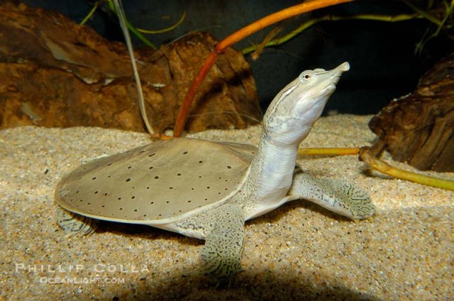 softshell-turtle-picture-09805-844713[1].jpg