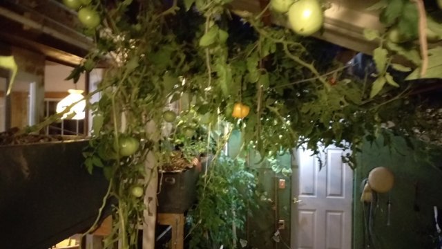 October-7th-2016-tomato-plant-weaving-after-move-from-leaking-upper-media-bed.jpg