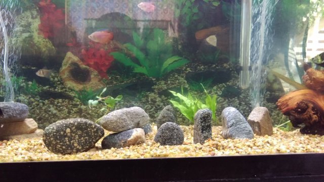 October-6th-2016-Neon-Gouramis-and plants-in-our-tank-Re-aquascaped.jpg