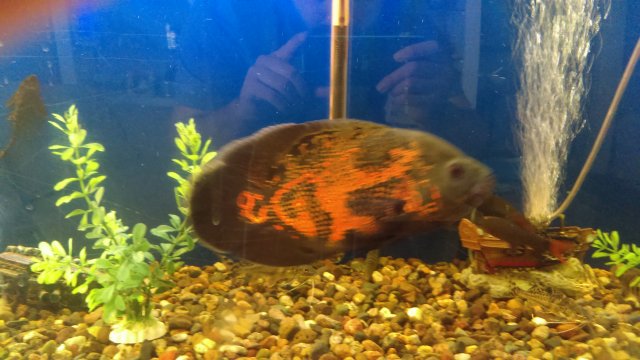 IMAG0266.jpg