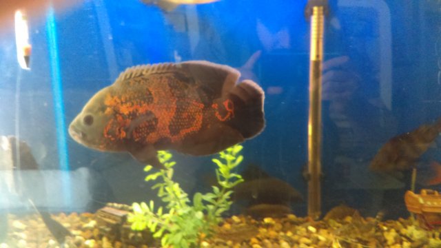 IMAG0264.jpg