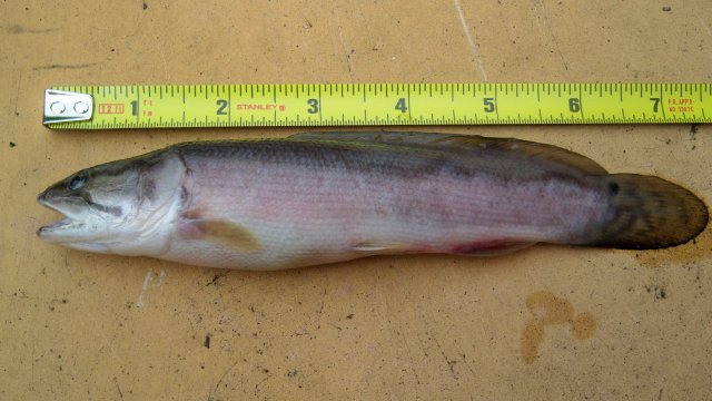 Bowfin, dead 1.JPG