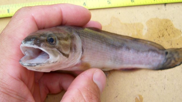 Bowfin, dead 2.JPG