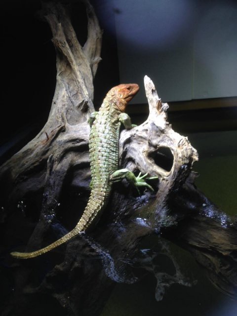Caiman Tegu.jpg Caiman Tegu.jpg
