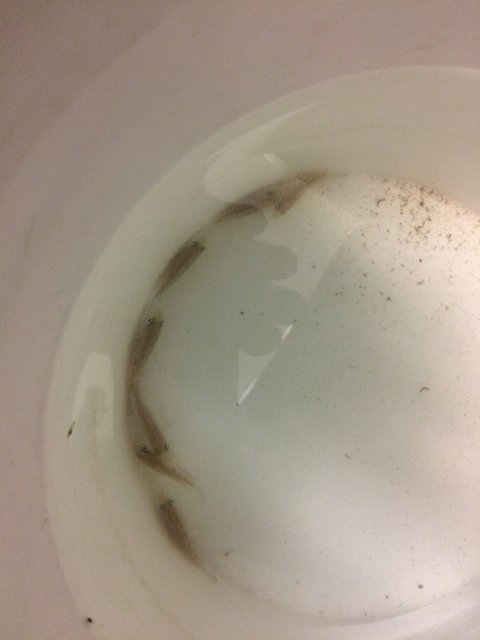 10182016 Gold Barred Midas.JPG