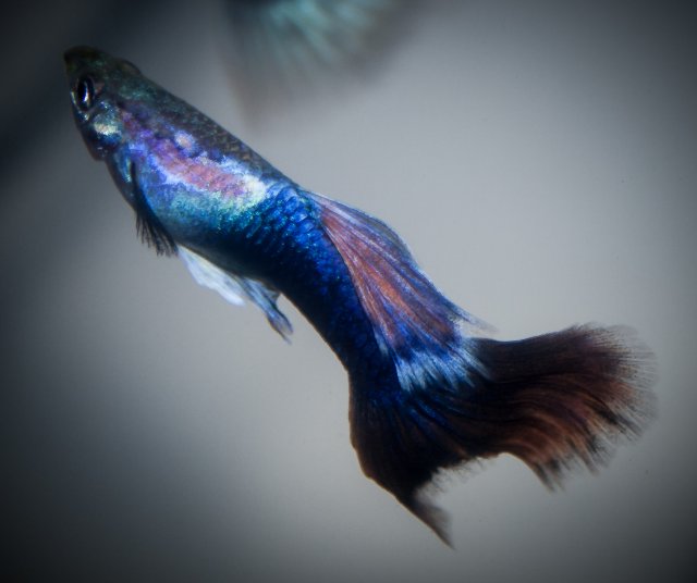 Guppies 04.jpg Guppies 04.jpg