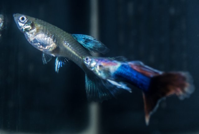 Guppies 05.jpg Guppies 05.jpg