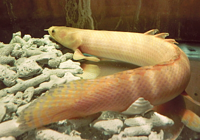 ornaty2014122505.jpg