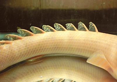 ornaty2014122508.jpg