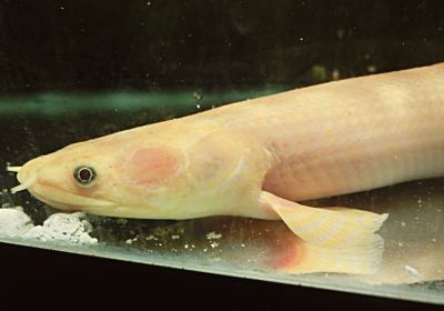 ornaty2014122506.jpg
