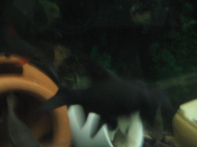 STQ_2002.JPG