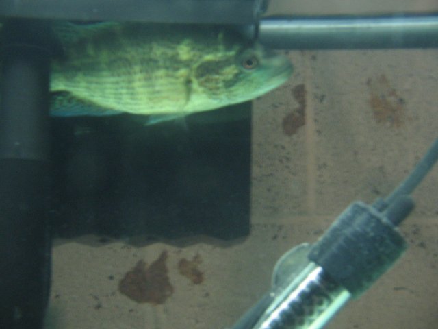 STI_1994.JPG STI_1994.JPG