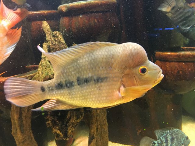 Barred Midas 1 10-21-2016.JPG