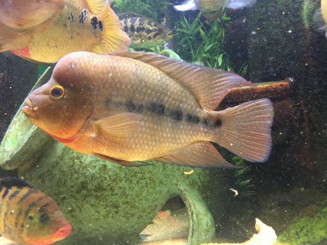 Barred Midas 2 10-21-2016.JPG