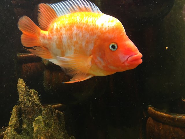 Midas 1 10-21-2016.JPG