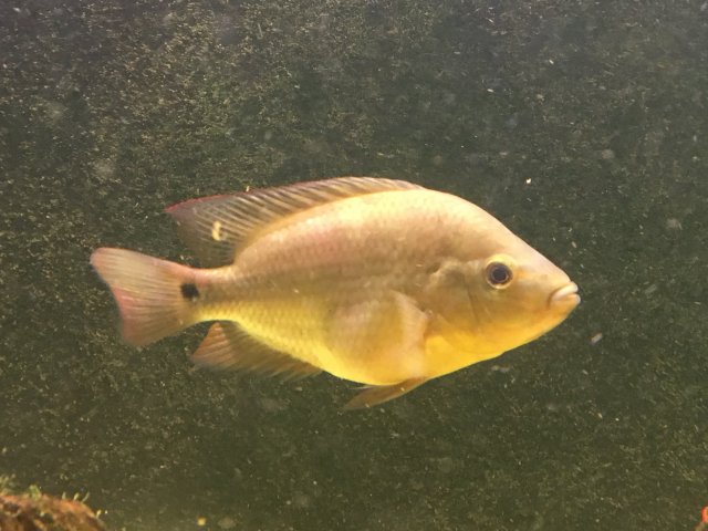 Chancho 1 10-21-2016.JPG