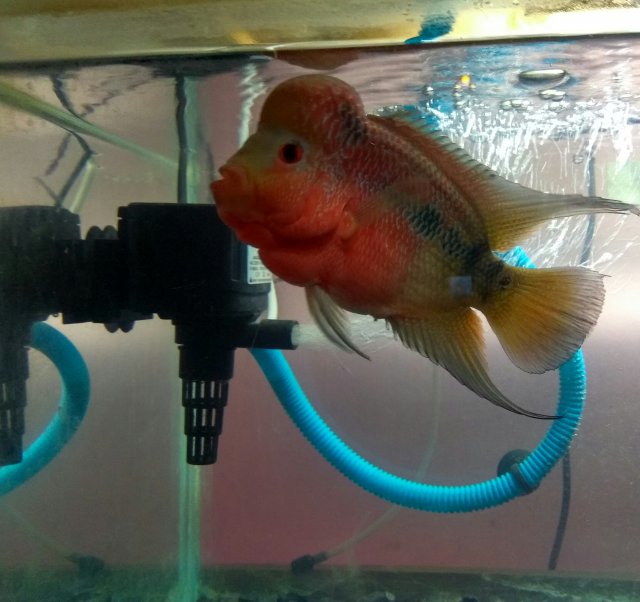 Flowerhorn KOK Shrink!!