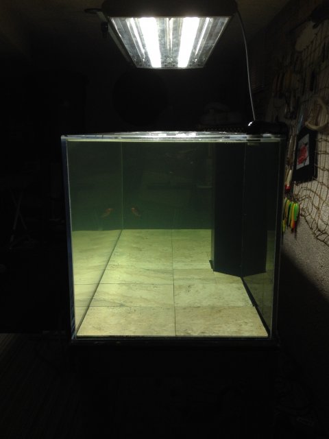 IMG_8515.JPG IMG_8515.JPG