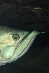 Osteoglossum bicirrhosum.jpg