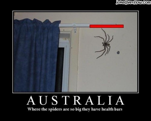 australian-spider-health-bar-500x399.jpg
