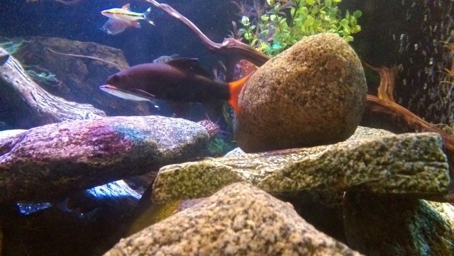 IMAG00041.jpg