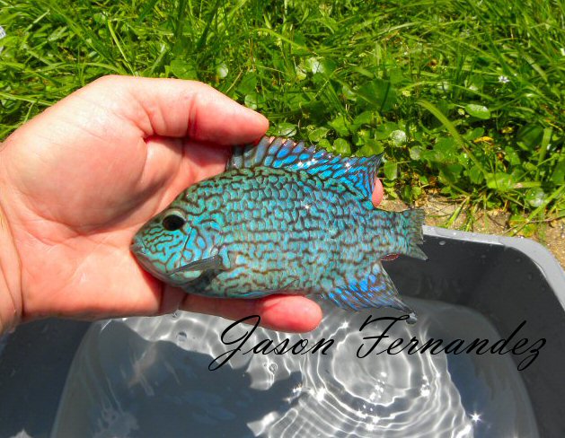 fishy.jpg