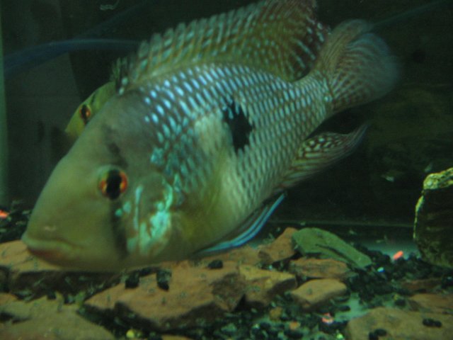 STE_1794.JPG