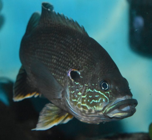 Green Sunfish2 10AUG16.jpg